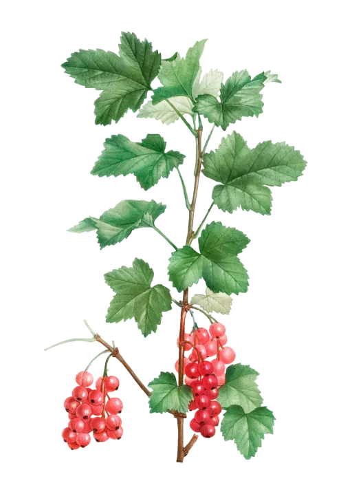 Ribes