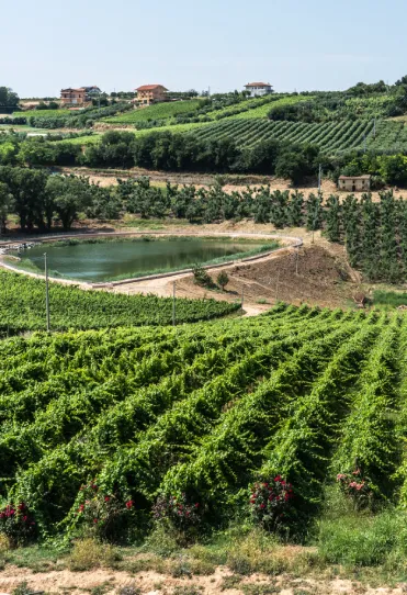 Foto Panoramica dei territori Di Sipio con laghetto e vigneti in primo piano
