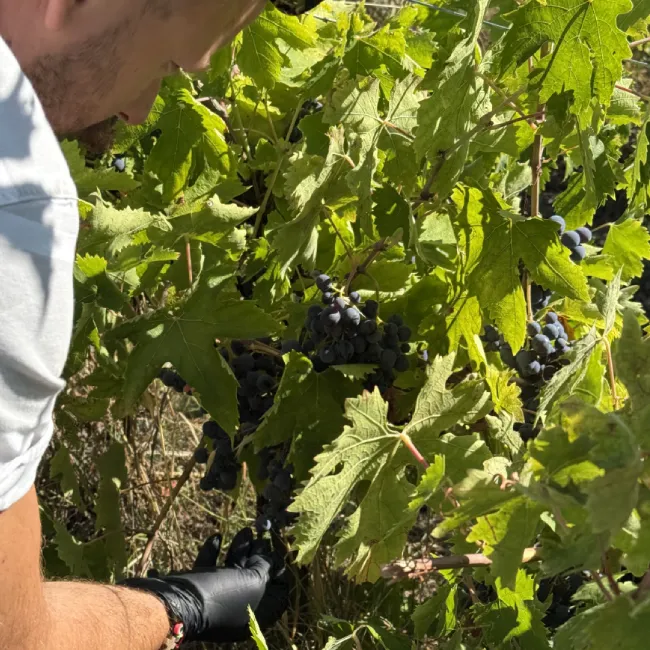 Vendemmia Grappolo Cantina Di Sipio