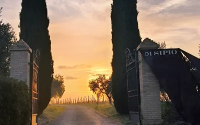 Il Mondo Di Sipio